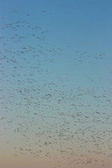 thousand of birds in the sky