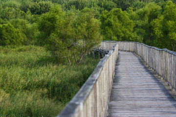 Fototapeta na wymiar long wood bridge going into a forest