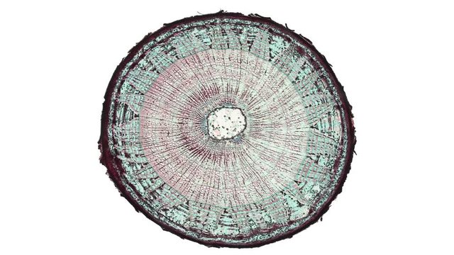 cross section cut of a lime stem under the microscope