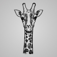 Engraving style giraffe head. African animal in sketch style. Vector illustration. © Eseninstudio