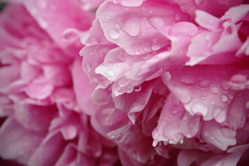pink flowers with rain drops