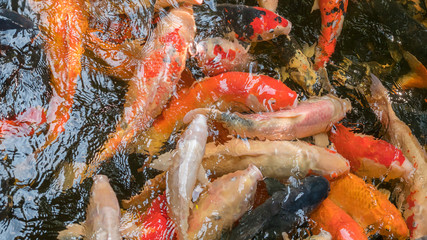 Obraz na płótnie Canvas Beautiful Japanese Fancy Koi Carp Fishes a symbol of fertility for background