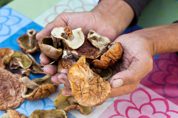 A lot of dried mushrooms. Elderly man holds in his hands a lot of good dried mushrooms.Cep Mushroom