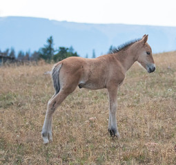 Naklejka na ściany i meble Wild Horses - Baby foal colt on Sykes Ridge in the Pryor Mountains Wild Horse Range on the border of Montana and Wyoming United States