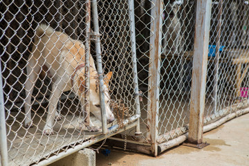 Thai dog in the cage