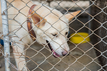 Thai dog in the cage