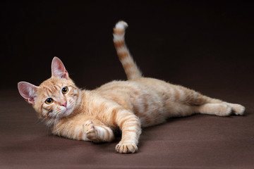 Young red cat on a brown background 
