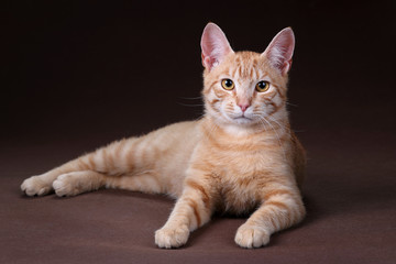 Young red cat on a brown background 