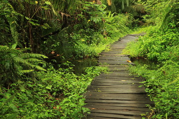 Fototapeta premium Bigodi Swamps - Uganda