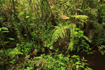 Jungle - Bigodi Swamps - Uganda