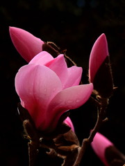 Obraz premium Magnolia on a black background in Queen Elizabeth Park Vancouver