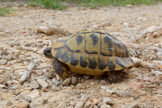 Hermann's tortoise, testudo hermanni, wild and free on the island of Minorca. 