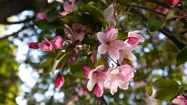Beautiful pink blossoming apple tree on wind spring in the garden. Static camera.