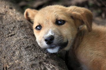 Puppy - Bigodi Wetlands - Uganda, Africa