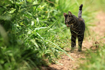 Cat - Bigodi Wetlands - Uganda, Africa