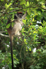 Red Colobus - Bigodi Wetlands - Uganda, Africa