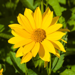 Jerusalem Artichoke, Sunroot, Topinambour, Earth Apple or Helianthus tuberosus yellow flower close-up, selective focus, shallow DOF