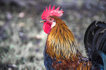 Cock Portrait