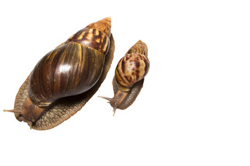 Top view of mother Achatina snail whith baby isolated on white background, close up.