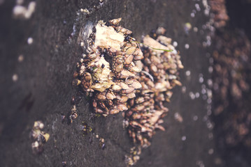 Sprout