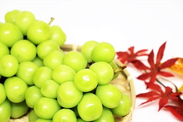 シャインマスカット