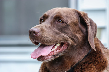 chocolate labrador retriever dog