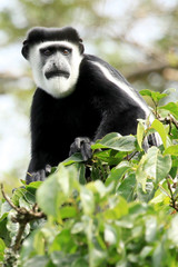 Black and White Colobus - Bigodi Wetlands - Uganda, Africa