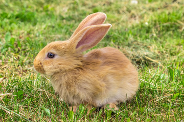 profile of red rabbit