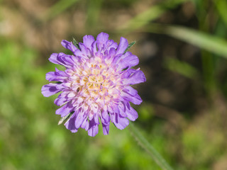 Fototapeta premium Flower of Field Scabious, Knautia Arvensis, with dark bokeh background macro, selective focus