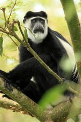 Black and White Colobus - Bigodi Wetlands - Uganda, Africa