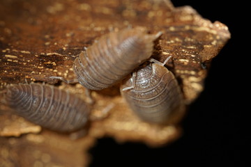 Gruppe mediterraner Landasseln