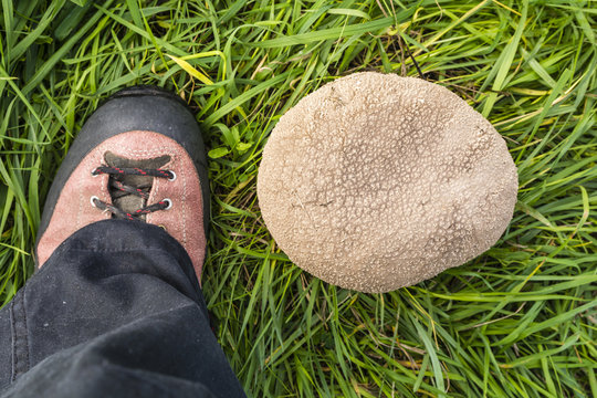 Comparing the size of the mushroom with the foot.
