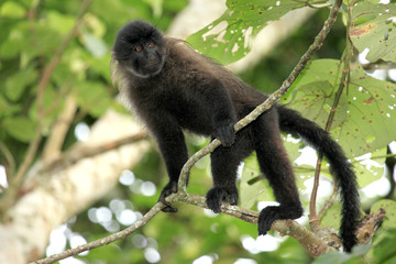 Grey-Cheeked Mangabey - Bigodi Wetlands - Uganda, Africa