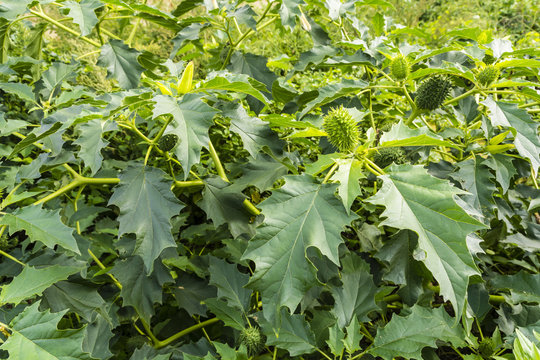 Datura stramonium and its green fruit with spikes.