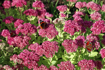 Obraz premium Close up of butterfly on Hylotelephium triphyllum plant flowers