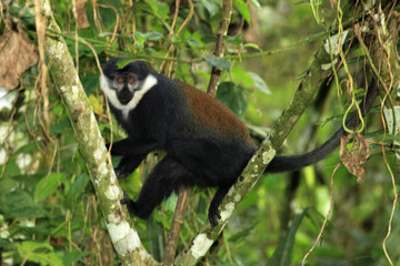 L'Hoests Monkey - Bigodi Wetlands - Uganda, Africa