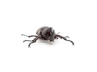 Dynastinae black body isolated on white background