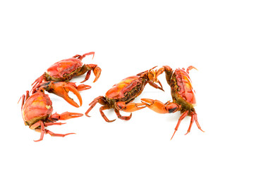 Battle of the crab isolate on white background