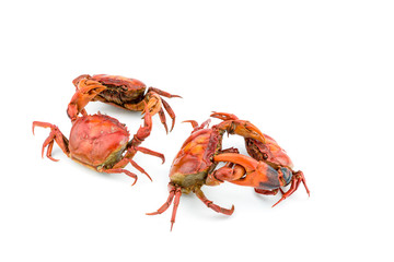 Battle of the crab isolate on white background