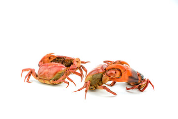 Battle of the crab isolate on white background