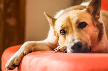 cute dog laying on the sofa