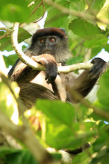 Red Colobus - Bigodi Wetlands - Uganda, Africa
