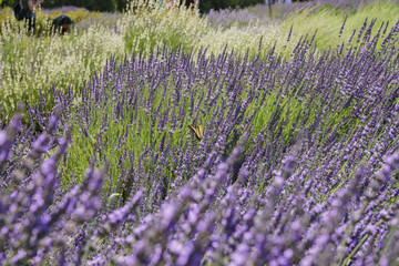 Lavender Festival at 123 Farm