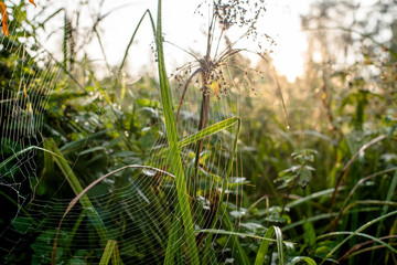 cobweb and dew in the early morning close-up 