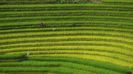 Rice fields  in Vietnam.