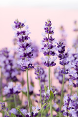 Obraz premium Lavender flowers.