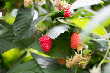 Organic ripe red raspberries on the bush.