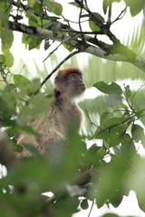 Red Colobus - Bigodi Wetlands - Uganda, Africa
