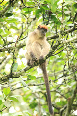 Red Colobus - Bigodi Wetlands - Uganda, Africa