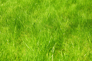 Fresh green manicured lawn close up. Clipped green grass background. Green lawn background. Green lawn pattern textured background.